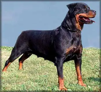 Bessy von Siki Rottweiler