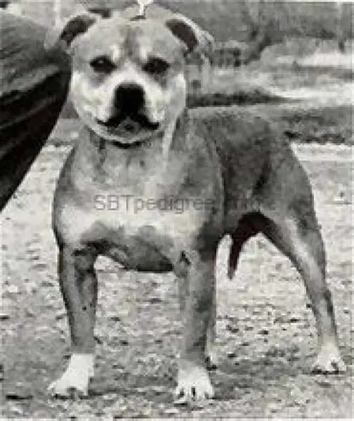 CH Pitbul Red Regent