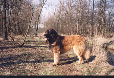 Mardouk v. Jungen Hoffnung