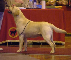 Cornlands Perseus