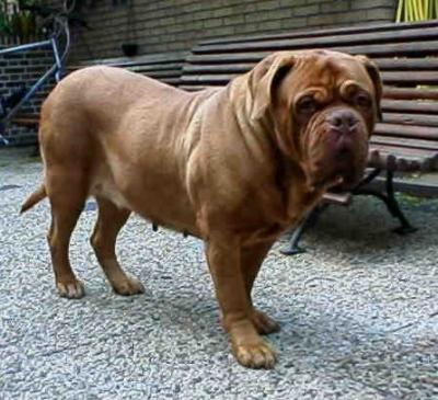 Ayla Van De Bargefenne