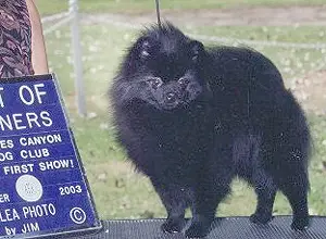 Finch's Jet Black