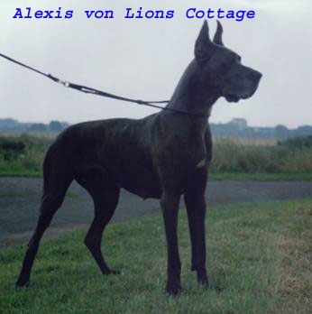 CH Alexis von Lion's Cottage