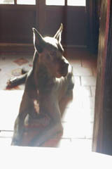 Nina des Landes du Chatenet