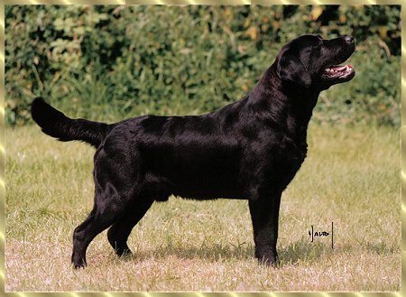 Penny Royal's Dutchman at Farnfield