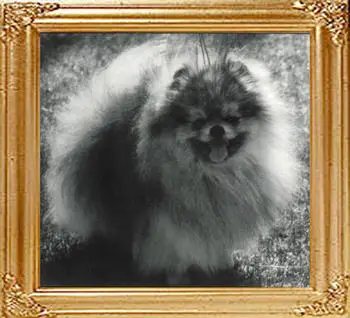 Mercer's Exotic Eric