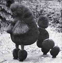 AM, US Aizbel the Heir Apparent