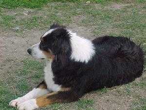 Sugarwood's Panda Pooh