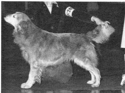 Pippin's Merry Maid of Kyrie *