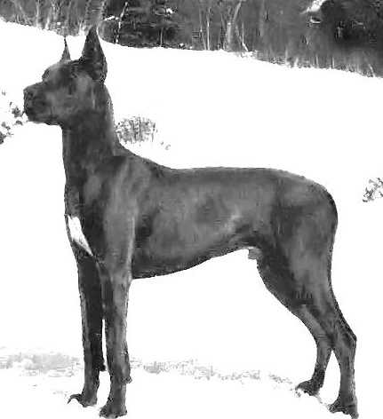 Willowrun's Spike