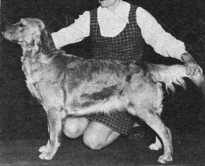 CH Can Beckwith's Malagold Cherub