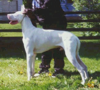 Michaeldane Dagon Radar JD