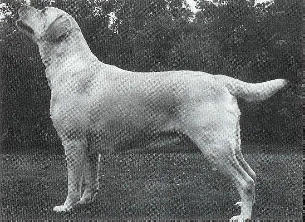 Eng Sh CH Ch. Jayncourt Star Appeal