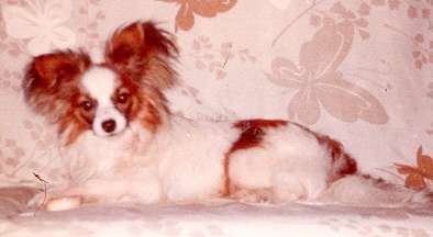 Eng. Ch. Stouravon Amontillado