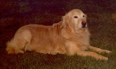 Malagold Beckwith Bootes