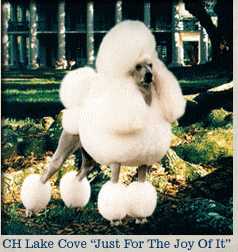 Am. Ch. Lake Cove Just For The Joy Of It