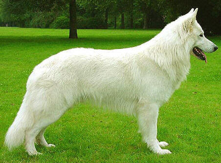 Crystal Moon's Hurricane Beau