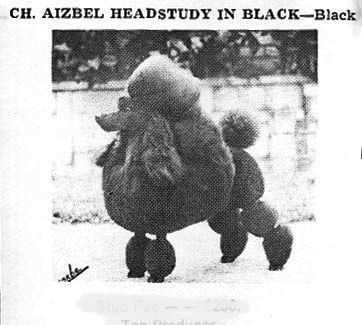 Ch. Aizbel Headstudy In Black