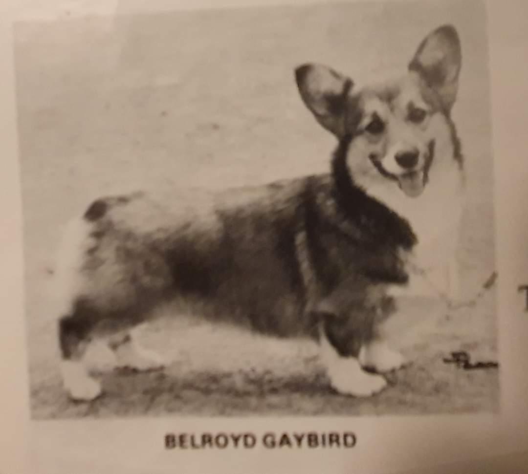 Belroyd Gaybird