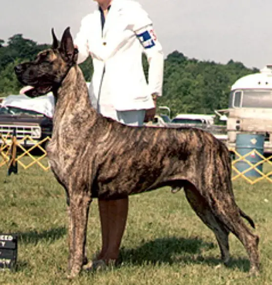 CH Willow Lake' Strikly Top Shelf