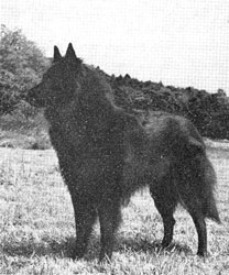 INT CH Joujou du Chemin des Dames
