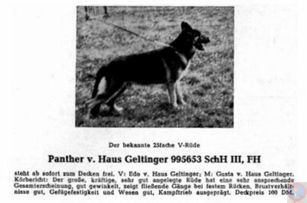 V Panther vom Haus Geltinger