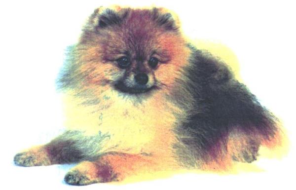 CH Cherlyns Showtime For Patty's