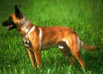 Bjelo vom schnellen Fuchs