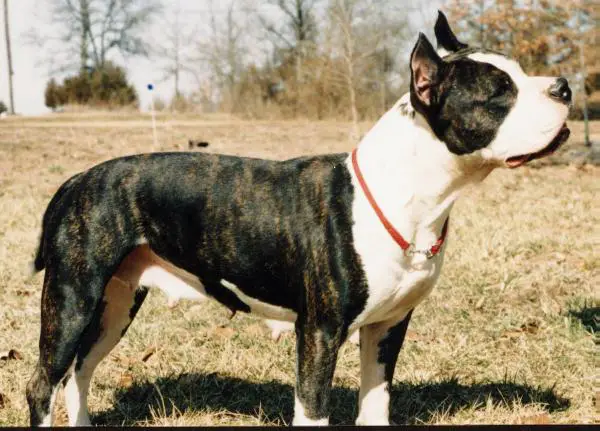 Cresent Sassy Dreamer