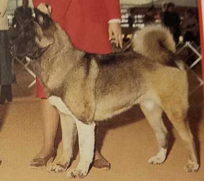 AKC CH Frerose's Dark Moon Of Sho-Go