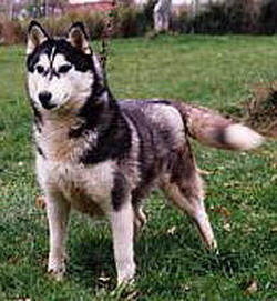 Innisfree's Designing Woman