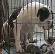 Atkin's Polly of Jerry Jacobs