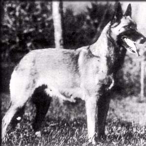 Herline du Colombophile