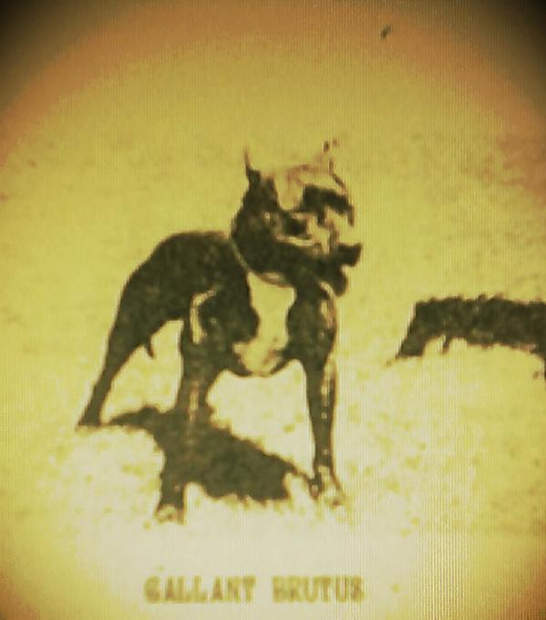 Ch. Gallant's Brutus