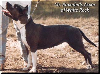Ch. Rounder's Azure of White Rock