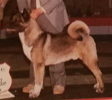 AKC/CAN CH Kim-Sai's Buster Of Frerose