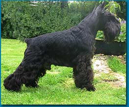 INTCH MULTCH EUV95 Standing Van De Havenstad