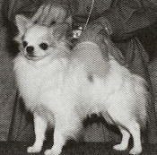 AM CH Mar-Rich 'N Mina's Rumor Has It