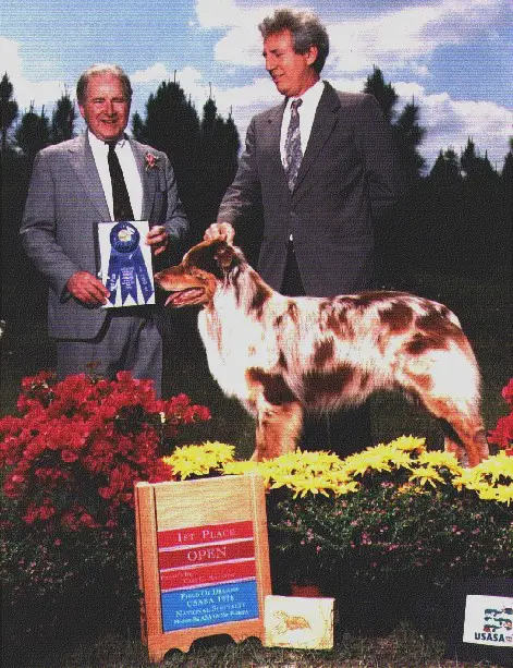 CH Goldstar Heritage Harlequin