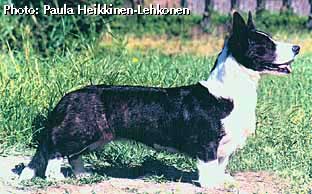 Geestland's Balmy Mackinlay