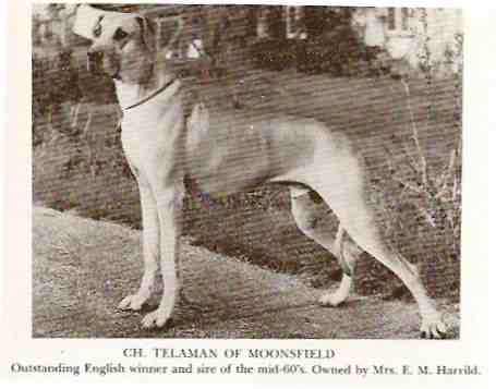 CH Telaman of Moonsfield