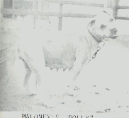 Don Maloney's Dolly