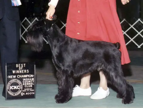 CH Athelwulf Wessex Warrior