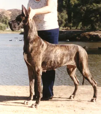 CH Mountdania's Meg of Janik