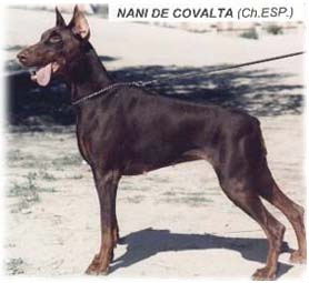 CH SP Nani de Covalta