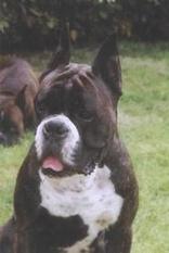 INT'L.CH.LUX.CH. Princess van de Hazenberg