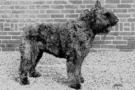 NL'CH Ringo v. Dafzicht