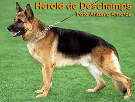 V Herold de Deschamps