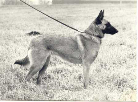 DKCH, INTCH, DKBRCH, PH, DcH, A Oud-Sabbinge Dina de Zorba