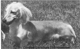 CH (AKC) Priorsgate Peter Piper